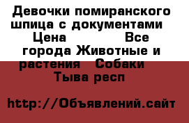 Девочки помиранского шпица с документами › Цена ­ 23 000 - Все города Животные и растения » Собаки   . Тыва респ.